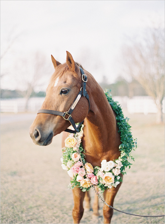 How to involve your pets at your wedding - like this horse! 