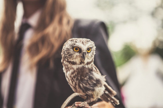 Owl for a ring bearer - no joke!