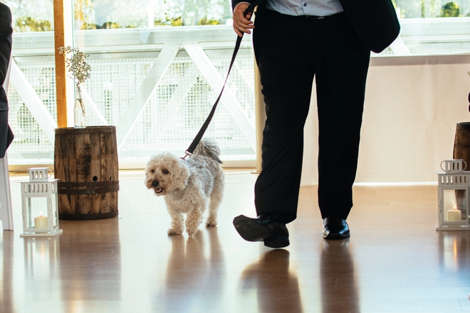 Dog ring bearer