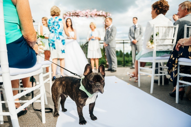 French bull dog at wedding