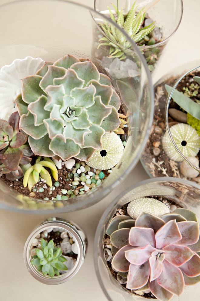 DIY Wedding Terrarium Centerpieces and Favors