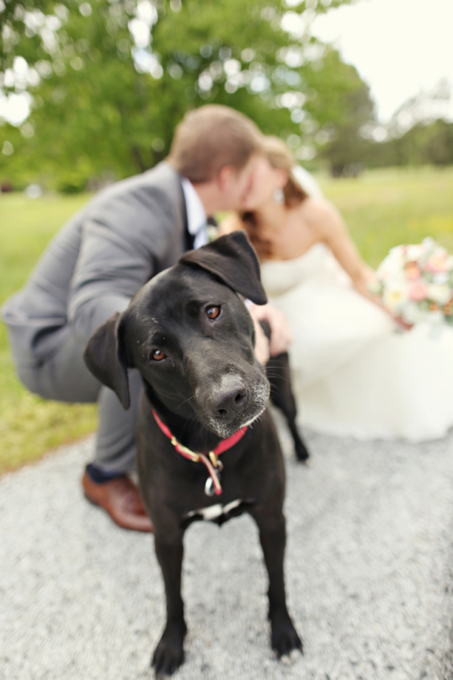 Darling dog in the bridal portrait