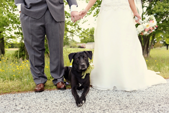Darling dog in the wedding