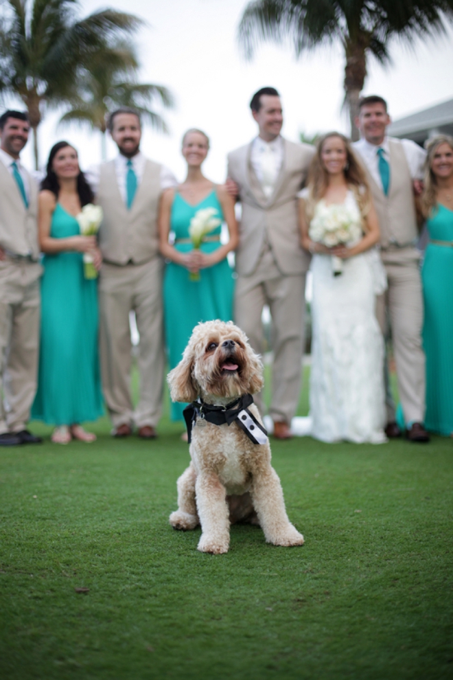 Cute dog in wedding