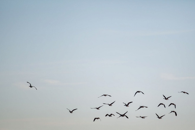Birds flying in the morning