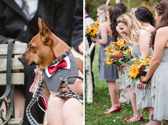 Loving This Sweet Dog In a Tux at Wedding!