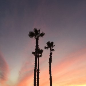 Gorgeous palm trees and sunset