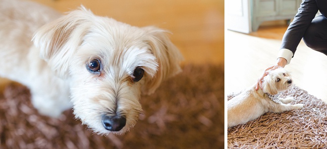 How sweet is this Groom and his pup?! Swoon!