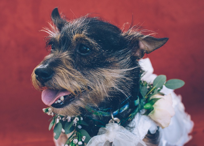 Loving this darling photo of the Flower Girl pup at this gorgeous wedding!