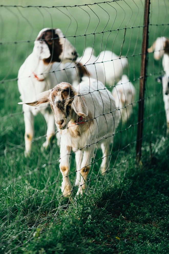 We love this outdoor reception activity to feed the goats! So cute!!