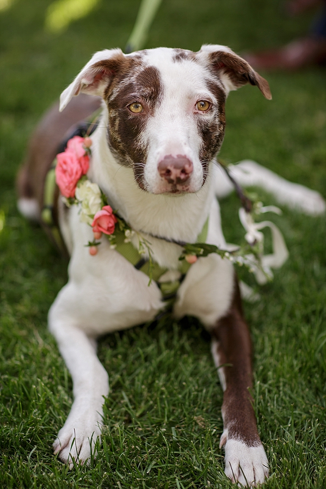 We're in LOVE with this Mr. and Mrs. darling pup!