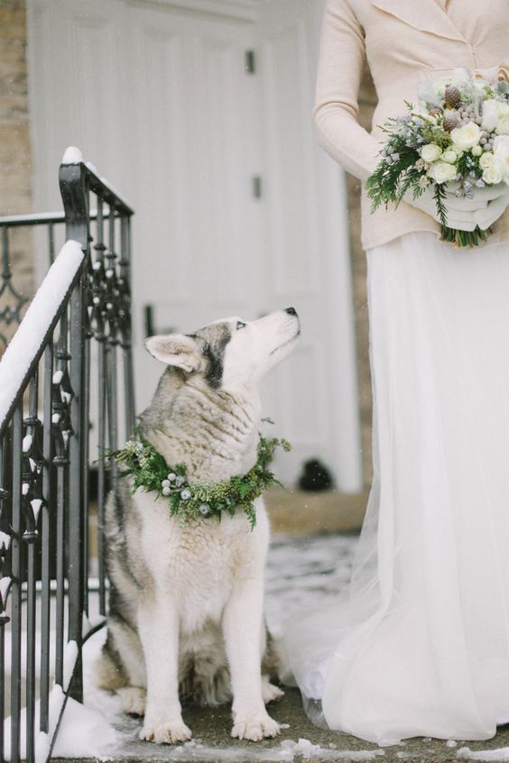 I want to involve my dog in my wedding! So sweet.