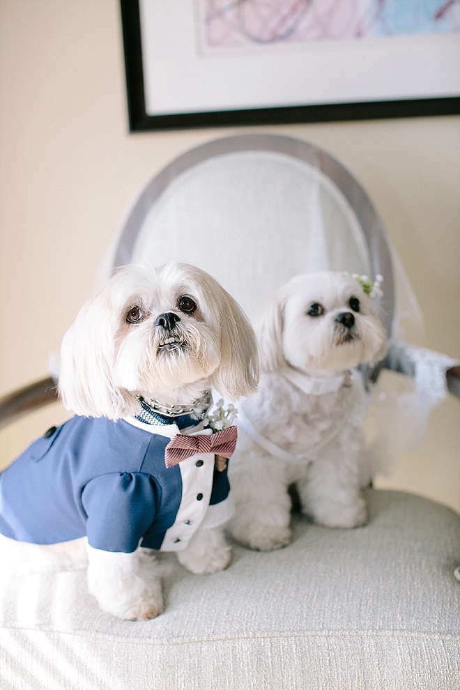 We can't get over these adorable pups and their ceremony outfits!