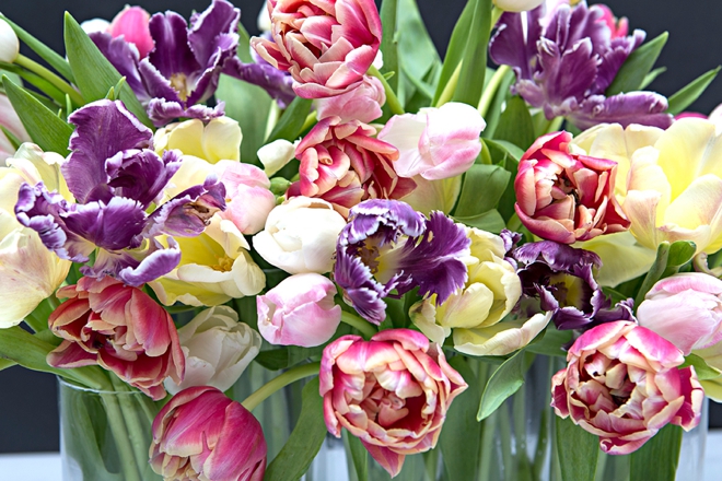 Having tulips in your wedding, if yes then you must read these tips!