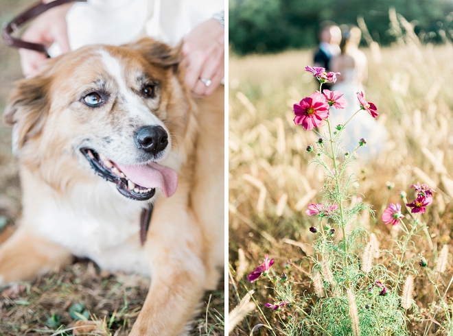 A Bride and her dog are our favorite wedding day accessory!