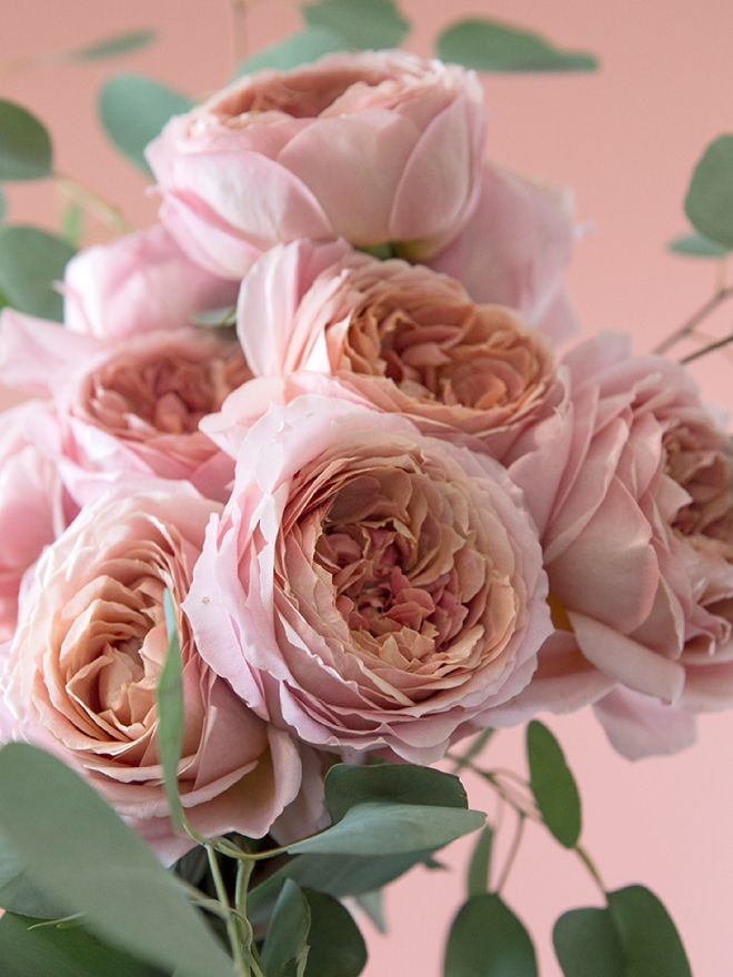 How to take care of garden roses delivered from FiftyFlowers!