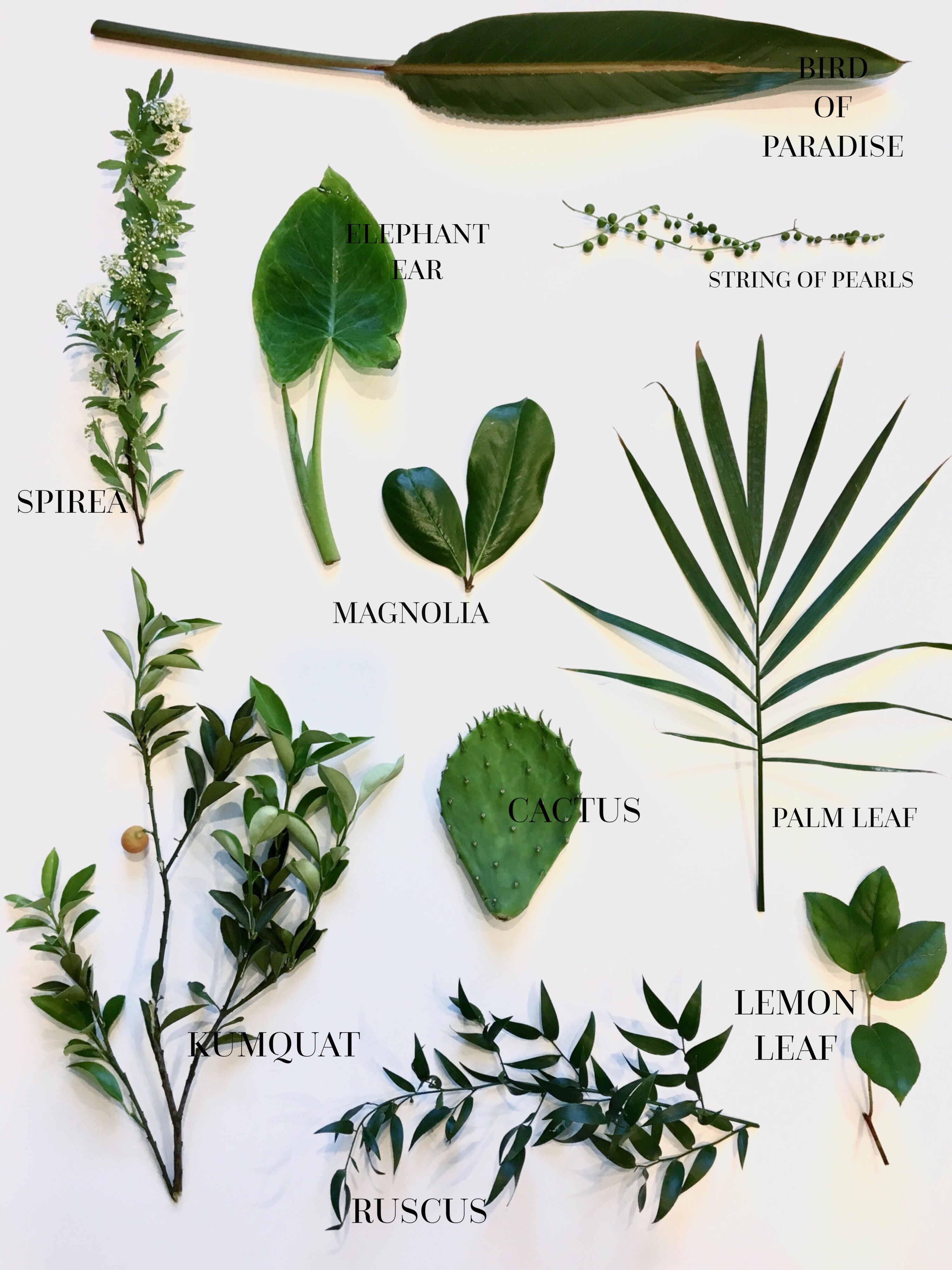 Different types of greenery that would be perfect for your wedding day!