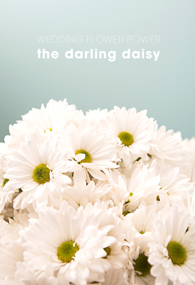 Everything you'll need to know about using daisies in your wedding!