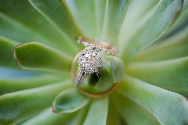 Loving this stunning ring shot on a succulent!