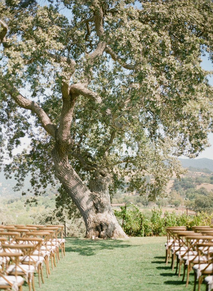 Wow.  What a venue to get married at: under a big ol' tree. I love outdoor weddings!