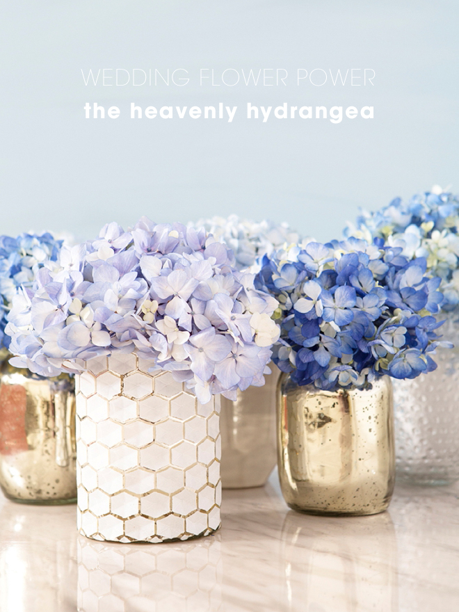 Everything you need to know about using Hydrangea flowers in your wedding!