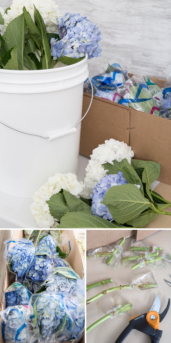 Everything you need to know about using Hydrangea flowers in your wedding!