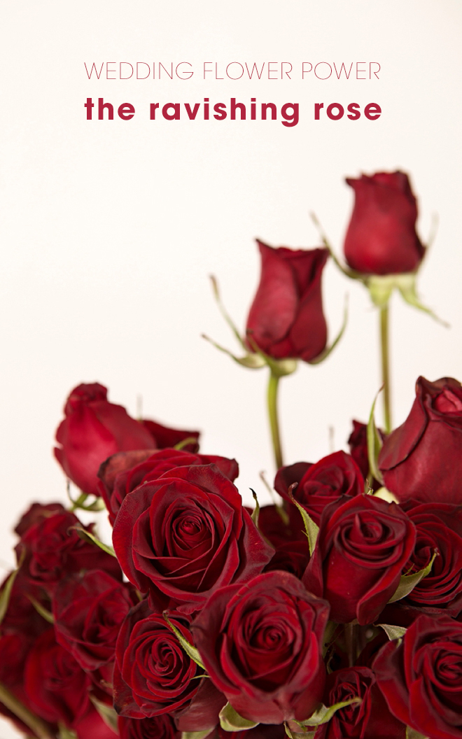 This article shares everything you'll need to know about using red roses in your wedding!