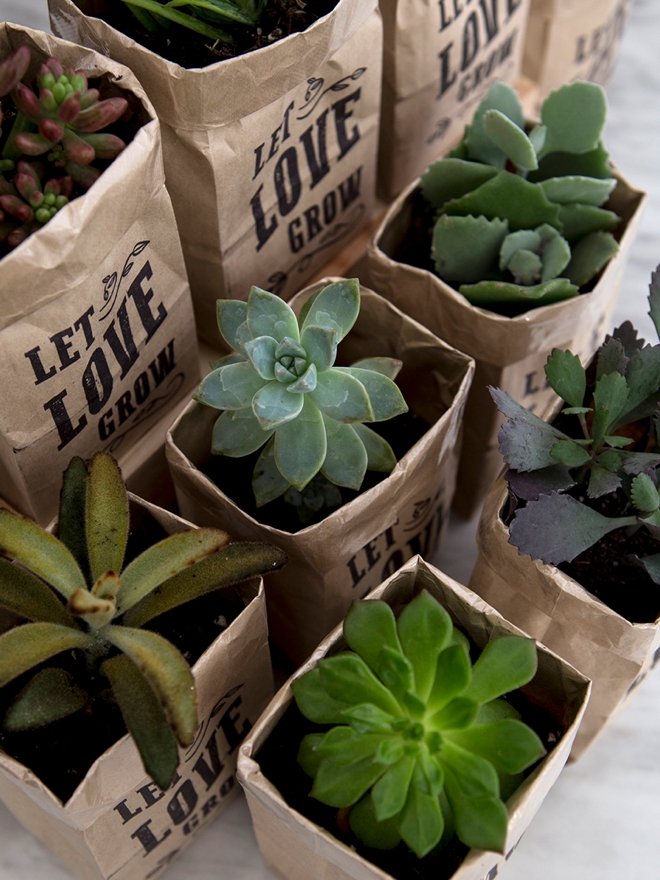 FREE printable Let Love Grow design to make your own succulent wedding favors!