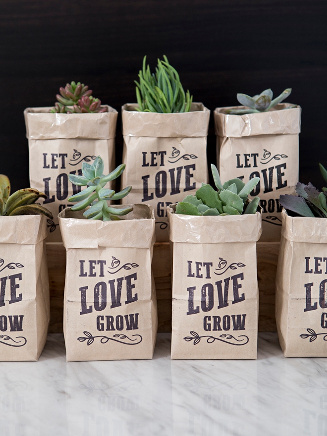 Omg These Diy Let Love Grow Succulent Wedding Favors Are The Cutest