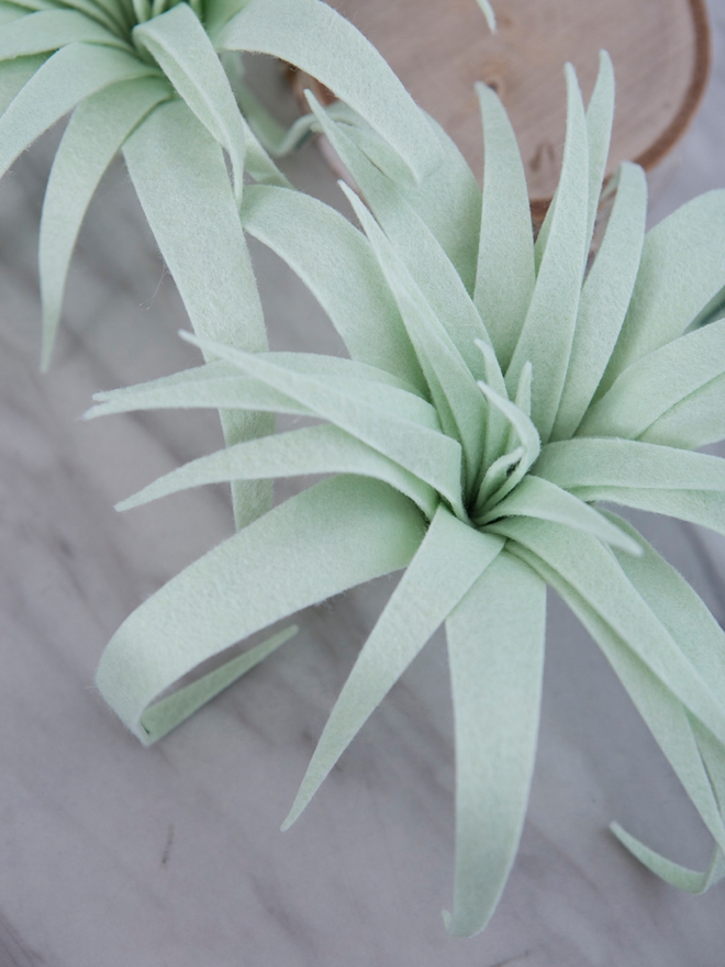 Learn how to make air plants out of felt!