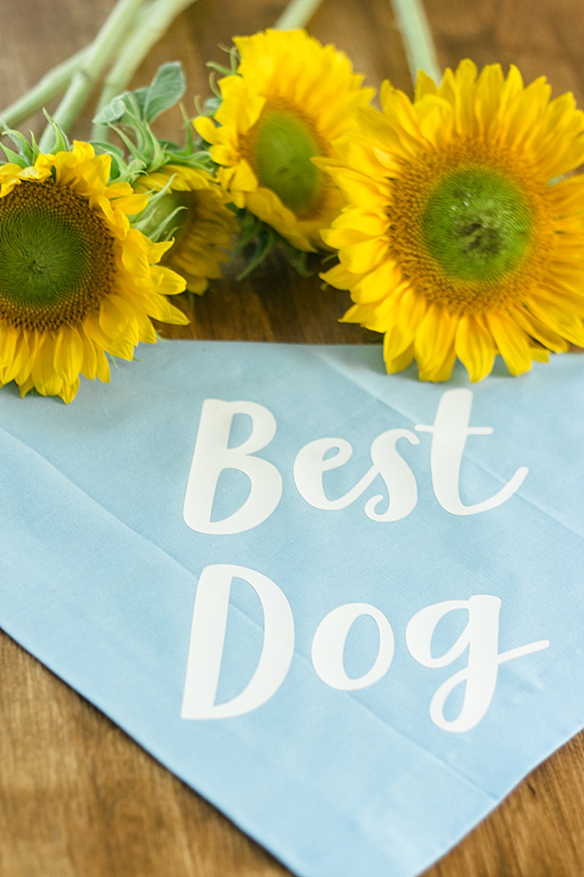 Whether you want your dog to be your “Dog of Honor” or “Flower Pup”, maybe even his “Best Dog”, we have a bandana for you.