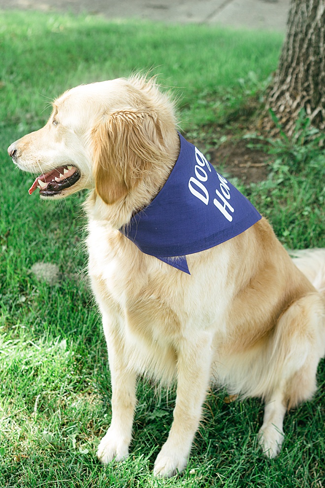 OMG CUTE! Give your dog a special spot on your wedding day with these DIY dog bandanas.