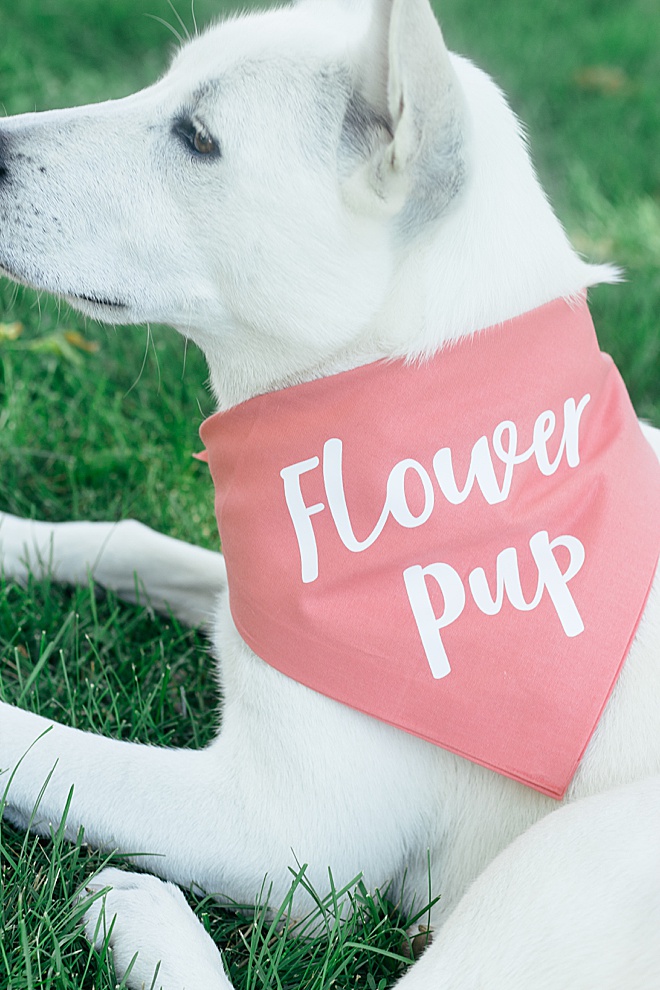 OMG CUTE! Give your dog a special spot on your wedding day with these DIY dog bandanas.