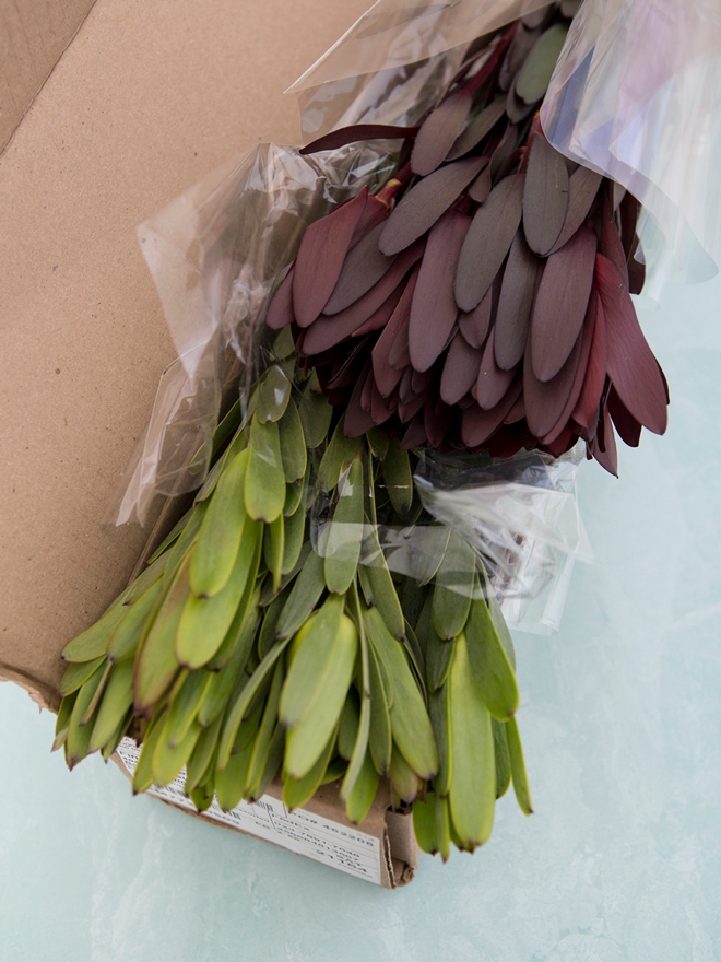 Gorgeous Leucadendron greens from FiftyFlowers.com!