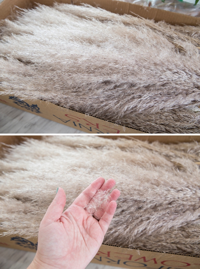 Pampas Grass tips and tricks, it sheds!