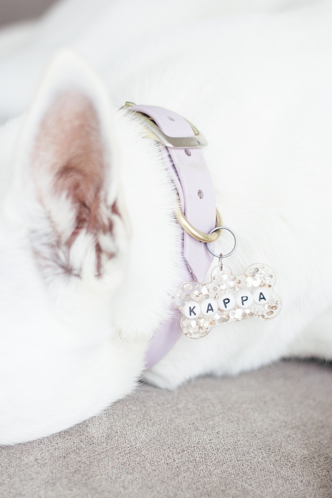 A DIY tutorial for everyone you know! Add this resin tag to your animal's collar, diaper bag, or purse!