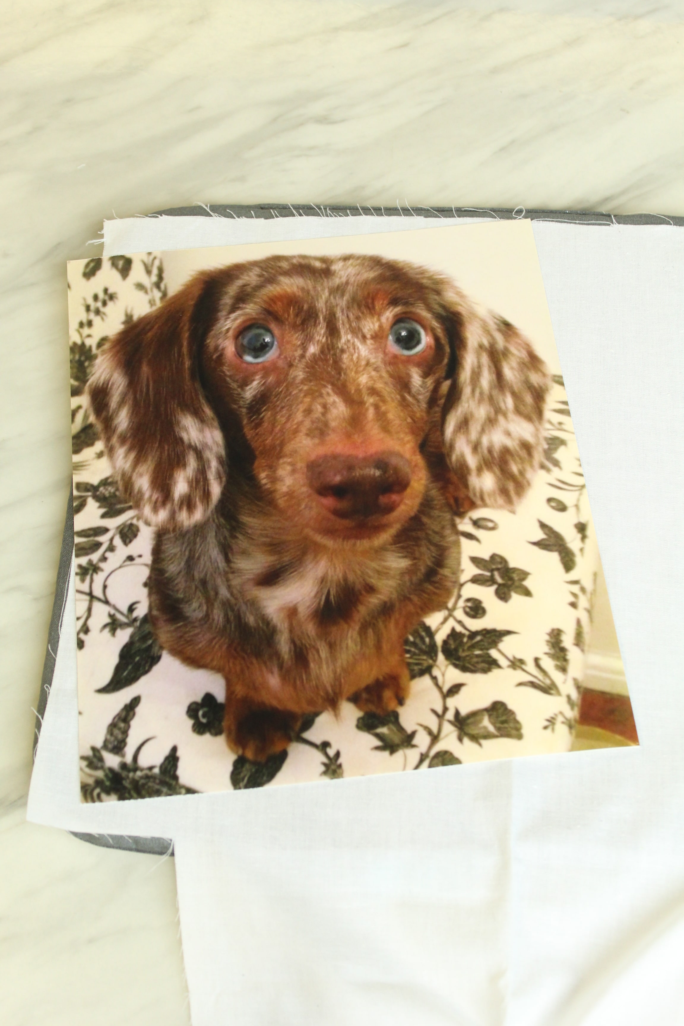 Attention Pet Lovers: You don't want to miss this adorable DIY Pet Portrait Pillow!